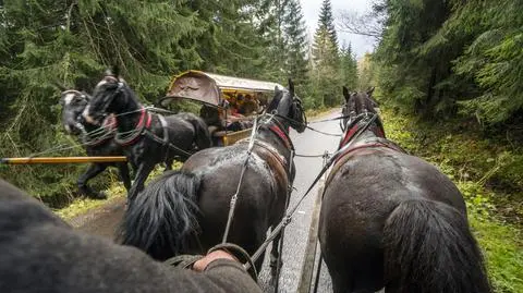 Koń upadł na drodze do Morskiego Oka. Został uderzony w pysk