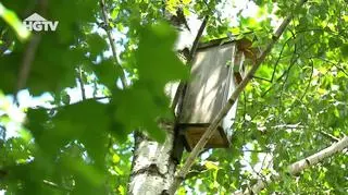 HGTV: Rola ptaków w ogrodzie. Jakie budki lęgowe wybrać