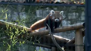 Bona - najbardziej urocza pandka ruda. "Jest to gatunek zagrożony wyginięciem"