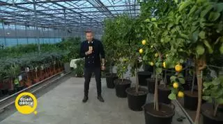 Uprawa cytrusów - mandarynki, cytryny, pomarańcze i limonki