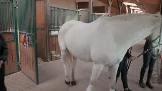 "Życie na Kredycie" odcinek 13, nietypowa atrakcja weselna