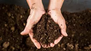 Kompostowanie zwłok alternatywą dla pochówku. Można z nich uzyskać żyzną glebę i rozsypać w lesie