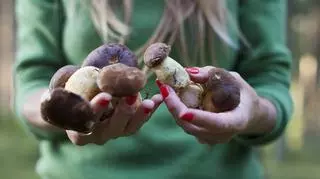 Sprzedając 1 kg tych grzybów, możesz zarobić ponad 8 tysięcy zł. Wróciły do lasów po 100 latach