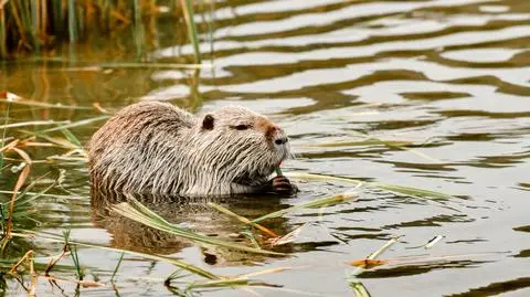 Rybnik. Nutria ugryzła 5-latka