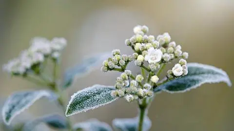 Zimna Zośka 2022 - w których dniach? Czy będzie zimno?