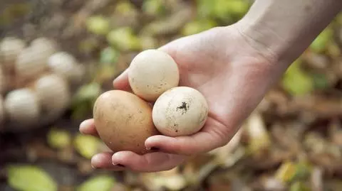Czym zastępować jajka w diecie? Dobrym rozwiązaniem jest aquafaba