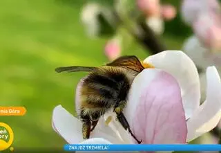 "Znajdź trzmiela!". Aplikacja, dzięki której możemy pomóc w ochronie tych wyjątkowych owadów 
