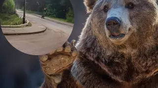 Władze apelują o ostrożność. W kolejnym polskim mieście pojawił się niedźwiedź