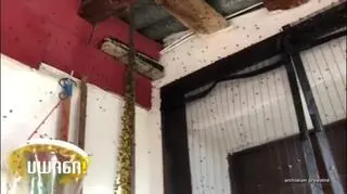 Plaga much nie daje żyć mieszkańcom Niemodlina. "Nie da się żyć "