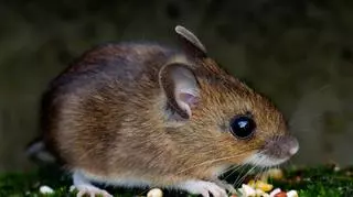 Jak wygląda mysz polna? Co je i ile żyje? Ciekawostki na temat myszy polnych