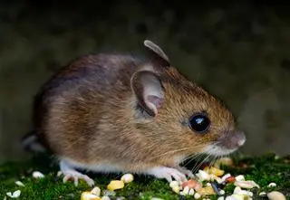 Jak wygląda mysz polna? Co je i ile żyje? Ciekawostki na temat myszy polnych