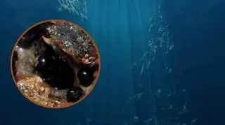 Zaskakujące odkrycie na dnie oceanu. "To może być przełom"