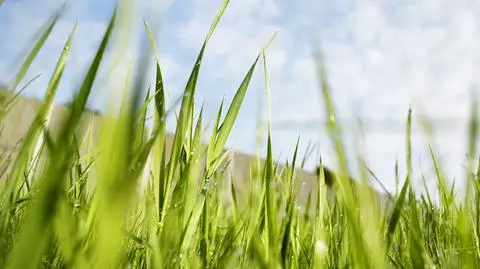 Sen o zielonej trawie - co motyw trawy oznacza w senniku? Pozytywne i negatywne interpretacje