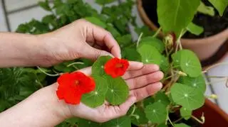 Uprawa i pielęgnacja nasturcji pnącej