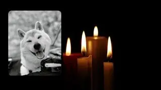 Odszedł znany z memów "pieseł"