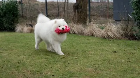 Jak wygląda opieka nad dużym psem? 
