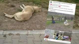 Mężczyzna został zatrzymany z wycieńczonym psem