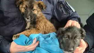 policjant szczenięta pies