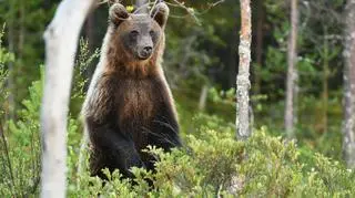Turyści spotkali niedźwiedzia w Tatrach. Ich zachowanie mogło doprowadzić do tragedii