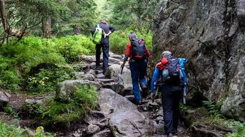 Turysta w Tatrach uciekał przed niedźwiedziem. Doznał urazu ręki