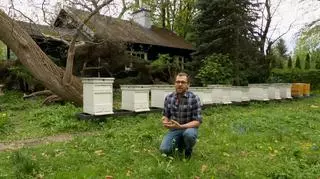 Jak zbudować domek dla owadów? To bardzo proste