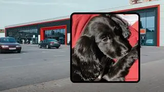 Na parkingu znaleziono szczeniaka z 6 łapkami