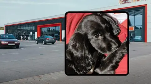 Wielka Brytania. Na parkingu znaleziono suczkę z 6 łapkami