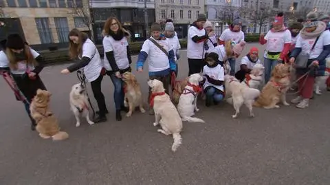 Poznań. Golden Retrievery wspierają WOŚP