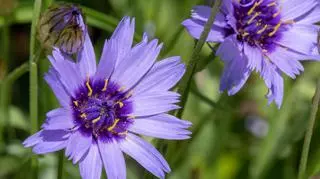 Odcienie kupidynka – uroczy, mały kwiat, który zdobi łąki, ogrody i bukiety
