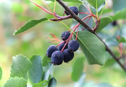 Świdośliwa – gatunki, odmiany i uprawa