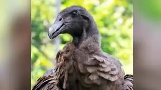 Kondorzyca Beti z Krakowa leci do Ameryki. Przed nią niezwykle odpowiedzialne zadanie