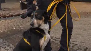 Mandat za zostawienie psa pod sklepem? To nie wszystko!