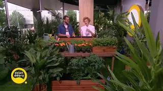 Warzywa na balkonie? Zrób ogród w skrzyni 