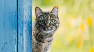 Kot siedzący przy błękitnych drzwiach. Drzwiczki dla kota. Zwierzęta domowe.