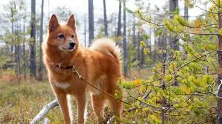 Pies, który przypomina lisa? Poznajcie szpica fińskiego. Czym jeszcze charakteryzuje się ta rasa?