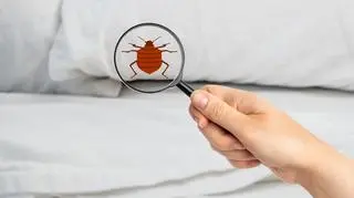 Pogryzienie przez pluskwy to więcej niż problem dermatologiczny. "U niektórych pojawiają się urojenia"