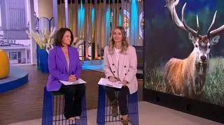 Jelenie i łosie zrzucają poroże