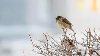 Pogoda na czwartek 16 lutego. Aura może być wiosenna