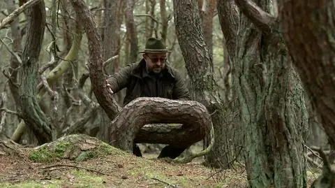 Straszny las pod Mrzeżynem