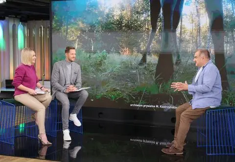 Jak wyglądają jesienne zaloty łosi? "W zaślepieniu godowym potrafią zaatakować samochód"