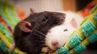 Zabawki dla szczura – jakie wybrać, żeby zadowolić pupila? Różne rodzaje