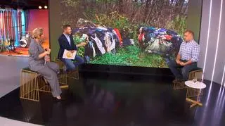 Śmieci pozostawiane w lasach są zagrożeniem dla zwierząt. "Wyobraźnia ludzi jest bezgraniczna"