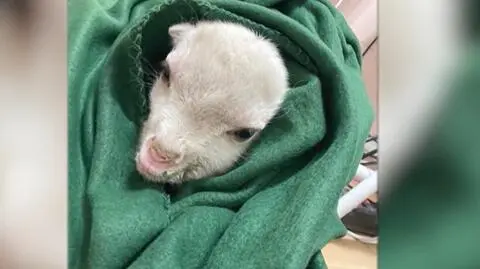 Sasza - koziołek znany na całym świecie