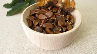 Bukiew - przysmak nie tylko dla dzików. Sprawdź nasze proste przepisy na orzeszki bukowe