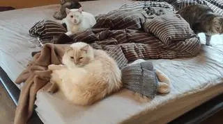 Koty odpoczywają po ciężkiej podróży