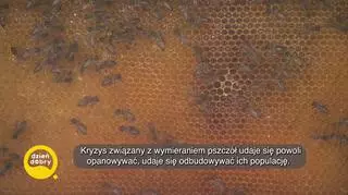 Fascynujący świat pszczół - napisy