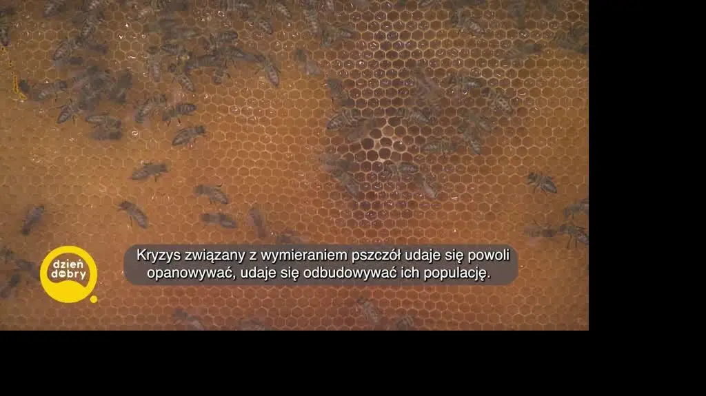 DD_20240520_Pszczoly_REP_napisy