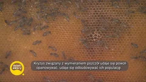 DD_20240520_Pszczoly_REP_napisy
