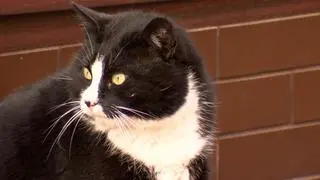 kot