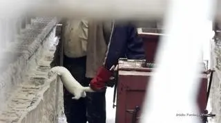 Wstrząsające nagrania z ferm norek. "To śmierć w okrutnej agonii"